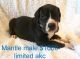 Great Dane Puppies for sale in Burgaw, NC 28425, USA. price: $1,000
