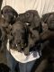 Great Dane Puppies for sale in West Jordan, UT, USA. price: $900