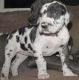 Great Dane Puppies for sale in Vancouver, WA, USA. price: $650