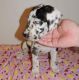 Great Dane Puppies for sale in Decatur, GA 30030, USA. price: NA