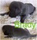 Great Dane Puppies for sale in Grandville, MI, USA. price: $1,250