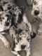 Great Dane Puppies for sale in Rochester, NY 14606, USA. price: NA
