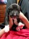 Great Dane Puppies for sale in St Cloud, MN, USA. price: NA