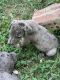 Great Dane Puppies for sale in Simpsonville, SC, USA. price: NA