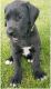 Great Dane Puppies for sale in Jerome, ID 83338, USA. price: $400
