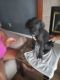 Great Dane Puppies for sale in Indianapolis, IN 46254, USA. price: NA