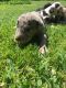 Great Dane Puppies for sale in Suffolk, VA, USA. price: NA
