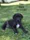 Great Dane Puppies for sale in Albany, OH 45710, USA. price: NA