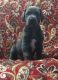 Great Dane Puppies for sale in Bloomingburg, OH 43106, USA. price: NA