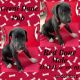 Great Dane Puppies for sale in Crystal River, FL 34429, USA. price: $900