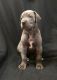 Great Dane Puppies for sale in Bloomingburg, OH 43106, USA. price: $900