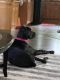 Great Dane Puppies for sale in Lake St Louis, MO, USA. price: NA