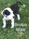 Great Dane Puppies for sale in Albany, OH 45710, USA. price: NA