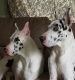 Great Dane Puppies for sale in Jackson, GA 30233, USA. price: $975