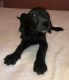 Great Dane Puppies for sale in Warrior, AL, USA. price: NA