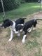 Great Dane Puppies for sale in Clarksville, TN, USA. price: NA