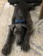 Great Dane Puppies for sale in FAIR OAKS, TX 78006, USA. price: NA