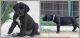 Great Dane Puppies for sale in Winslow, IN 47598, USA. price: NA