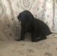 Great Dane Puppies for sale in Tucson, AZ, USA. price: $500