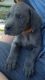 Great Dane Puppies for sale in Markesan, WI 53946, USA. price: $800