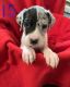 Great Dane Puppies for sale in Eastpointe, MI 48021, USA. price: $650