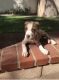 Great Dane Puppies for sale in Moreno Valley, CA, USA. price: NA