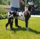 Great Dane Puppies for sale in Pinconning, MI 48650, USA. price: $1,200
