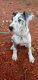 Great Dane Puppies for sale in Nashua, NH 03060, USA. price: NA