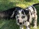 Great Dane Puppies for sale in 414 N St Paul Ave, Fulda, MN 56131, USA. price: $1,000