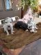 Great Dane Puppies for sale in AR-223, Viola, AR, USA. price: NA