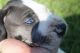 Great Dane Puppies for sale in Soddy-Daisy, TN, USA. price: NA