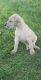 Great Dane Puppies for sale in Iowa Falls, IA 50126, USA. price: $1,000