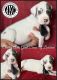 Great Dane Puppies for sale in Opelousas, LA 70570, USA. price: $2,000
