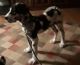 Great Dane Puppies for sale in Danville, KY, USA. price: $1,200