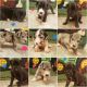 Great Dane Puppies for sale in Olive Hill, KY 41164, USA. price: NA
