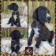 Great Dane Puppies for sale in Cookeville, TN, USA. price: NA