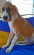 Great Dane Puppies for sale in Barbourville, KY, USA. price: $500