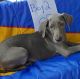 Great Dane Puppies for sale in Barbourville, KY, USA. price: $800