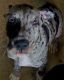 Great Dane Puppies for sale in Sears, MI 49679, USA. price: NA