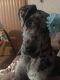 Great Dane Puppies for sale in LaFollette, TN, USA. price: NA