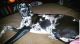 Great Dane Puppies for sale in Watauga, TX 76148, USA. price: $500