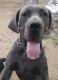 Great Dane Puppies for sale in Colorado Springs, CO, USA. price: NA