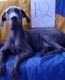 Great Dane Puppies for sale in Barbourville, KY, USA. price: $800