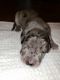 Great Dane Puppies for sale in Fayetteville, GA, USA. price: NA