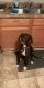Great Dane Puppies for sale in 403 Caldwell Loop, Jacksonville, NC 28546, USA. price: NA