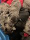 Great Dane Puppies for sale in Maineville, OH 45039, USA. price: NA