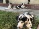 Great Dane Puppies for sale in Fontana, CA 92335, USA. price: $1,500