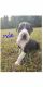Great Dane Puppies for sale in Vine Grove, KY, USA. price: NA