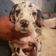 Great Dane Puppies for sale in Riverside, CA 92509, USA. price: NA