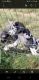 Great Dane Puppies for sale in Woodlawn, TN 37191, USA. price: NA
